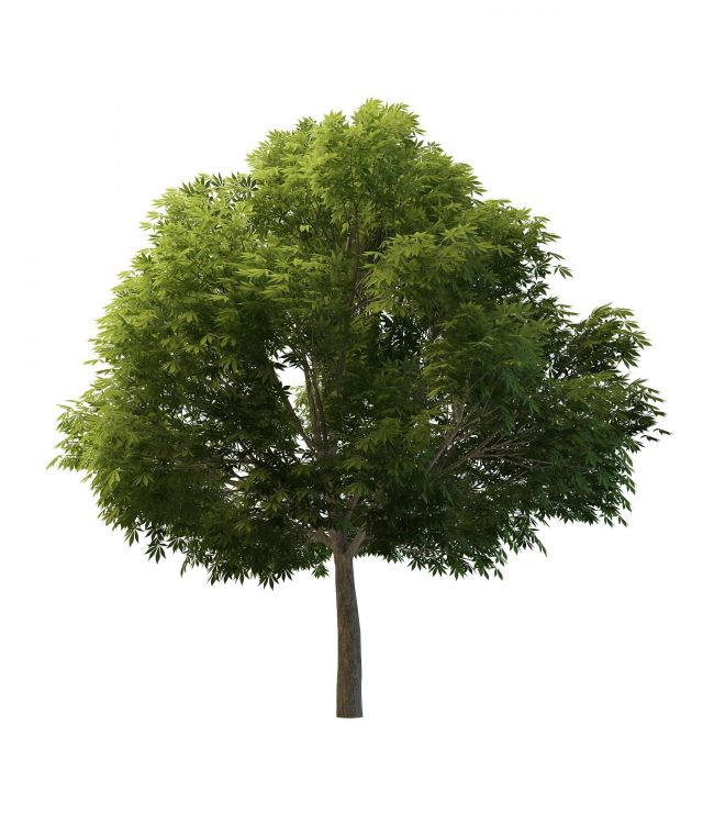 Sycamore tree 3d rendering