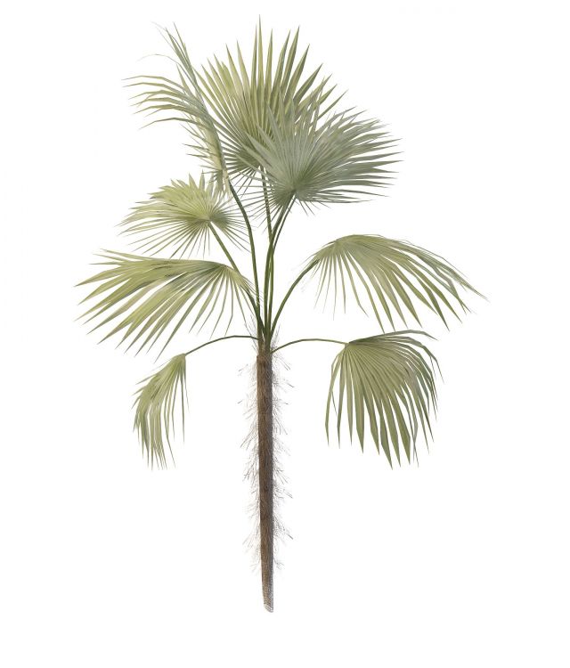 Livistona fan palm 3d rendering