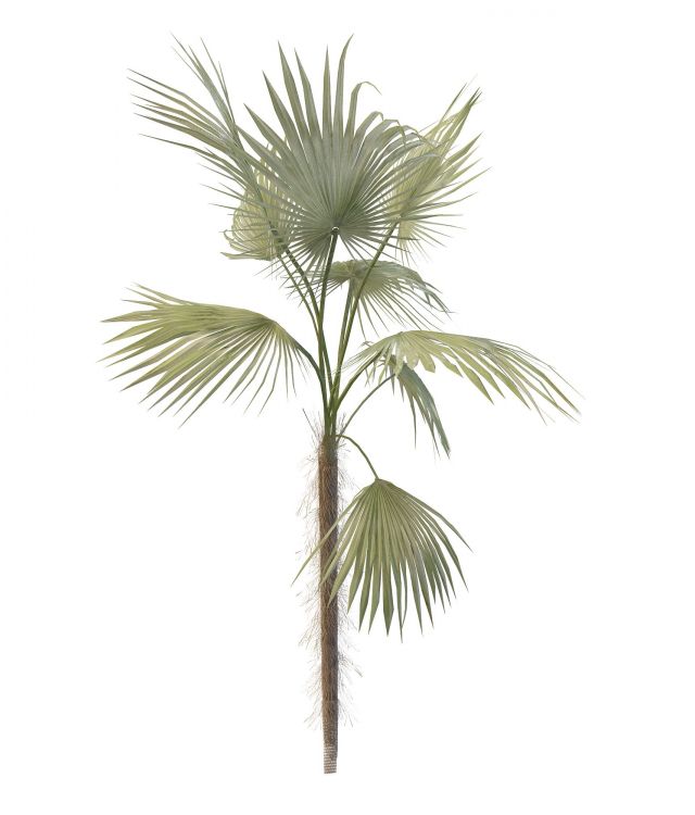 Livistona fan palm 3d rendering