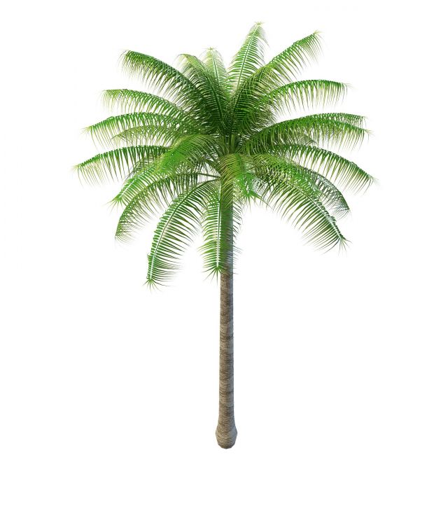Tropical palm tree for landscape 3d rendering