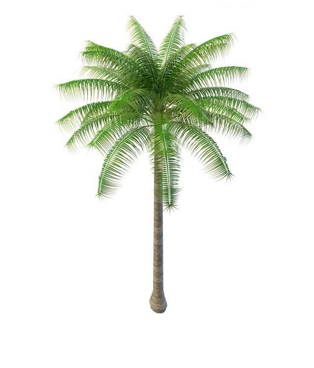 Tropical palm tree for landscape 3d rendering