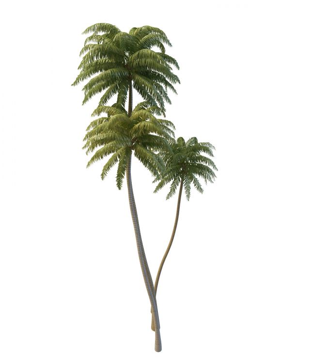 Tall coconut palm trees 3d rendering