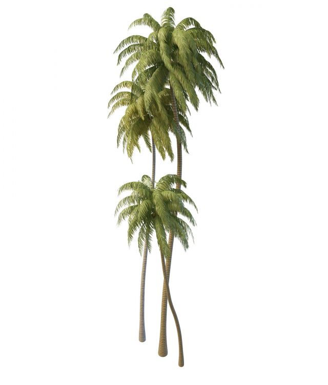 Tall coconut palm trees 3d rendering