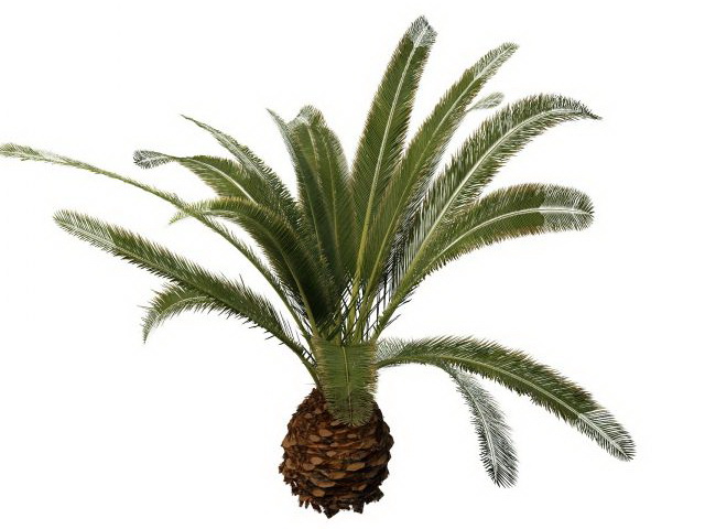 Japanese sago palm tree 3d model 3ds max files free download - CadNav