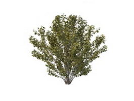 Tall shrubs for landscaping 3d model preview