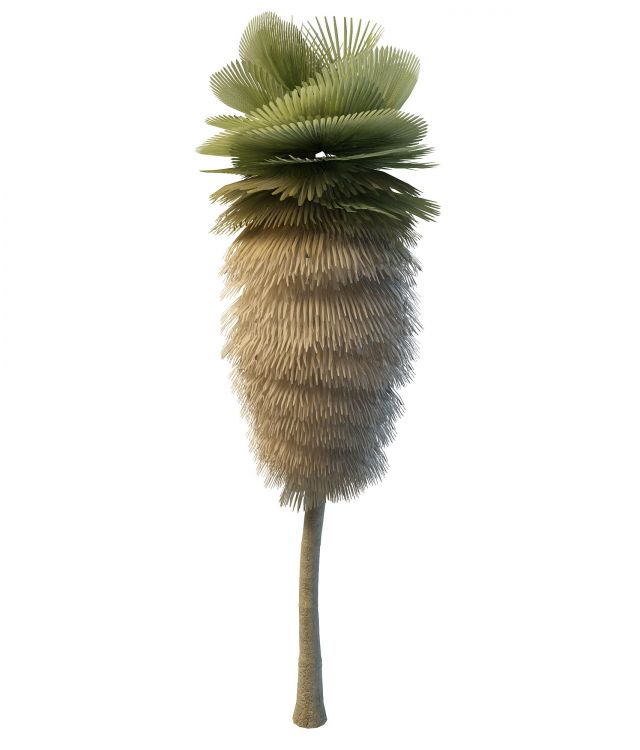 California palm tree 3d rendering