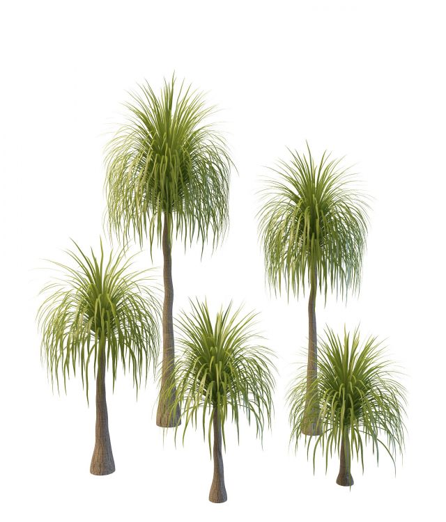 Queen palm trees 3d rendering