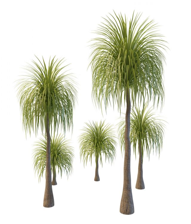 Queen palm trees 3d rendering