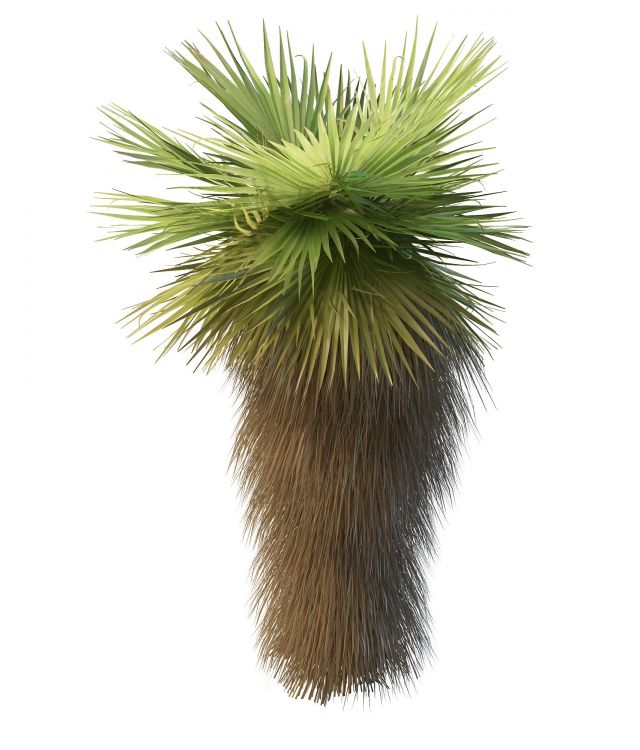 Dwarf fan palm tree 3d rendering