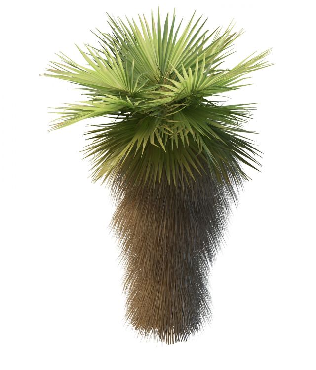 Dwarf fan palm tree 3d rendering