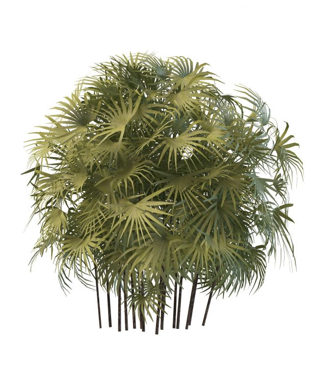 Palm bamboo plant 3d rendering