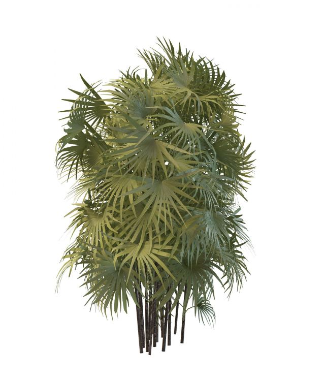 Palm bamboo plant 3d rendering