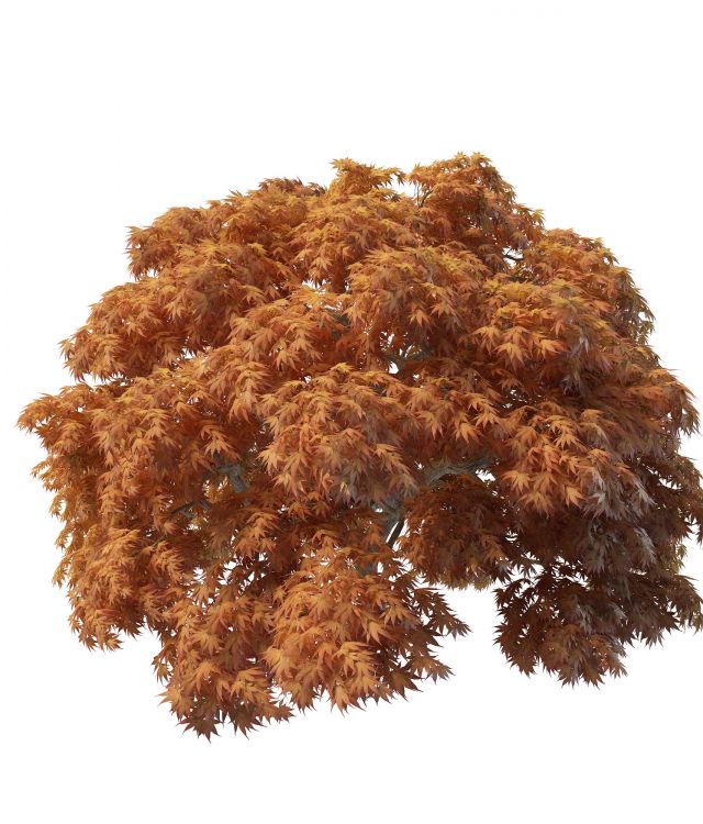 Japanese maple trees 3d rendering