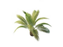 Phoenix Canariensis palm tree 3d model preview