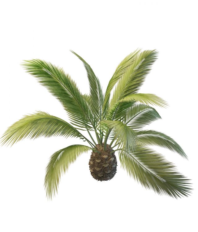 Phoenix Canariensis palm tree 3d rendering