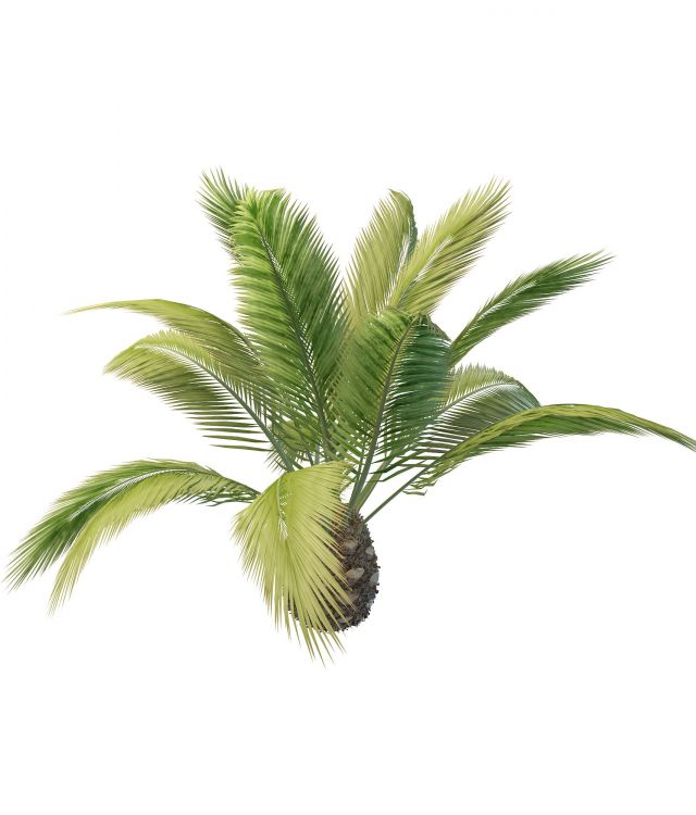 Phoenix Canariensis palm tree 3d rendering