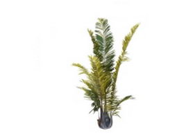 Areca palm tree 3d model preview
