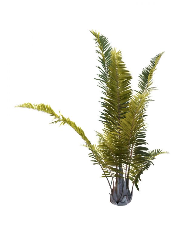 Areca palm tree 3d rendering