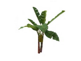Banana tree with fruit 3d preview