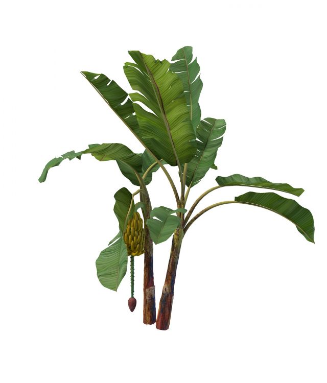 Banana tree with fruit 3d rendering