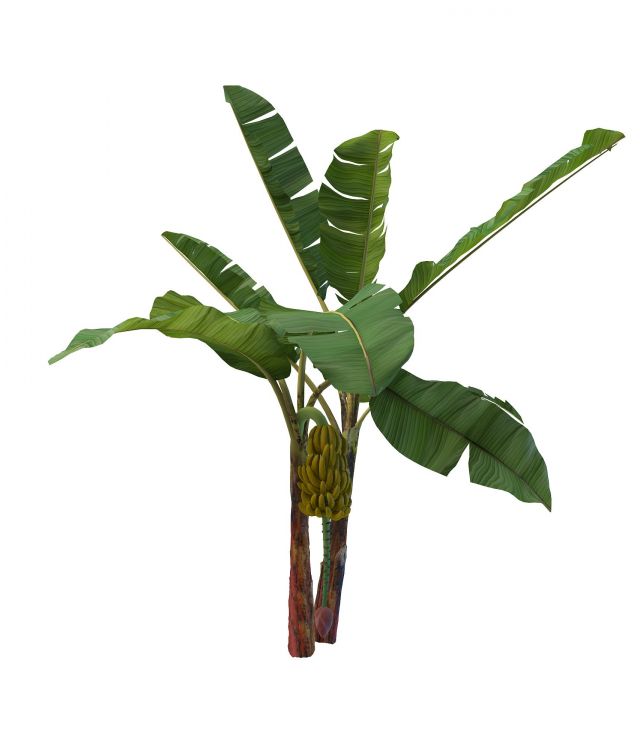 Banana tree with fruit 3d rendering