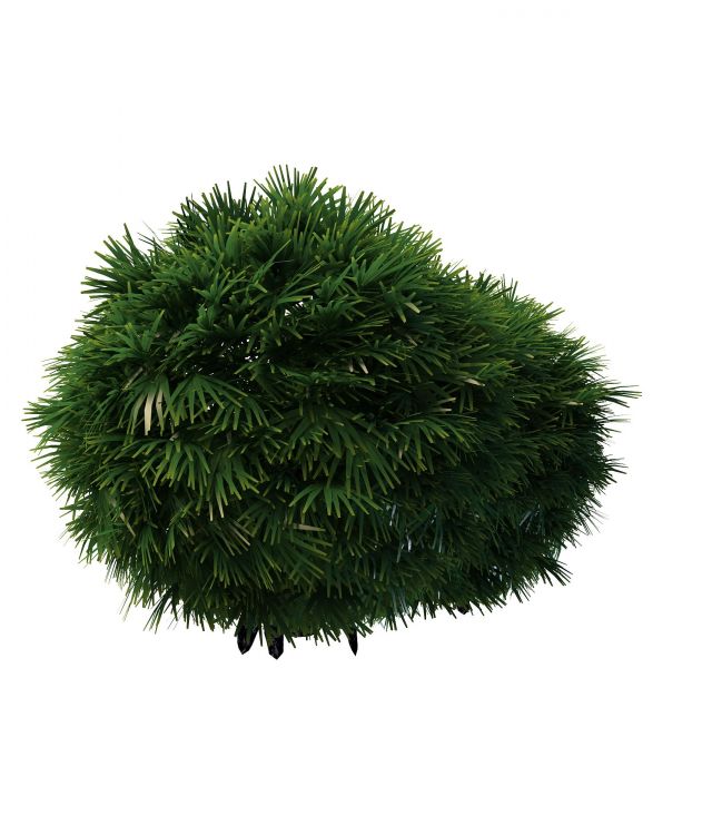 Topiary ball shrub 3d rendering