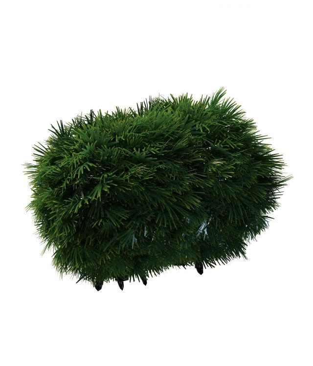 Topiary ball shrub 3d rendering