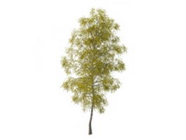White birch tree 3d model preview