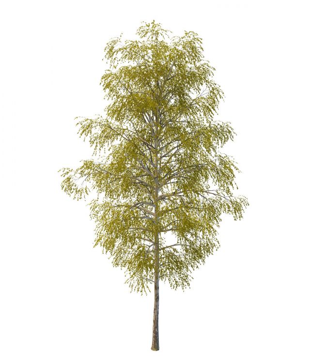 White birch tree 3d rendering