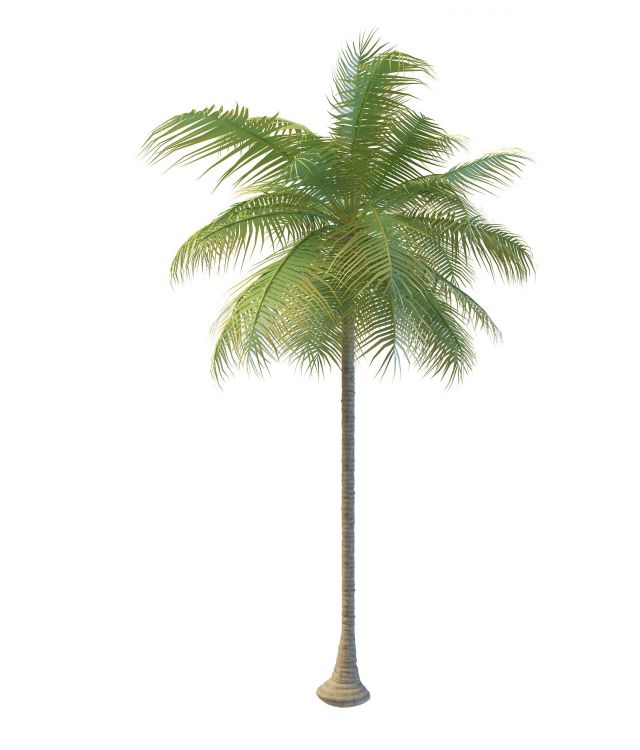 Florida palm tree 3d rendering