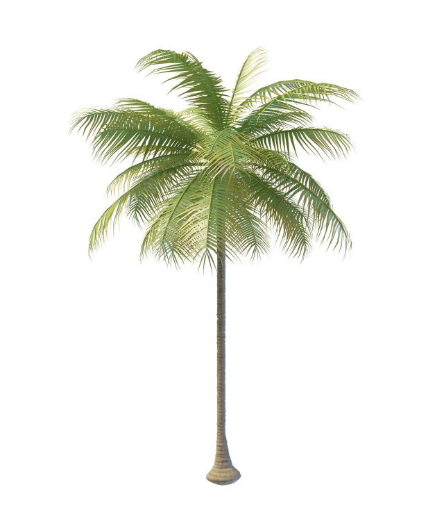 Florida palm tree 3d rendering
