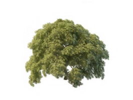 Acer palmatum tree 3d model preview