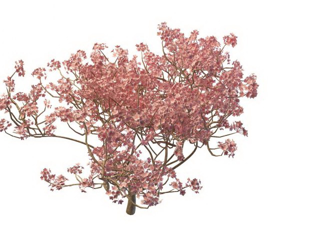 Blooming peach tree 3d rendering