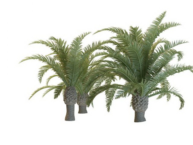 Dwarf phoenix palm trees 3d rendering