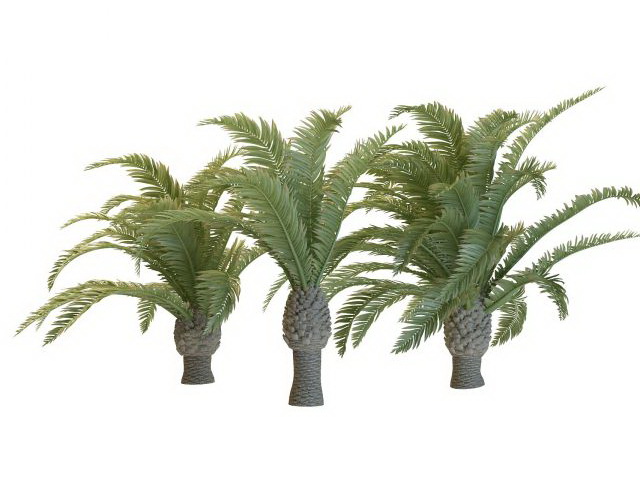 Dwarf phoenix palm trees 3d rendering