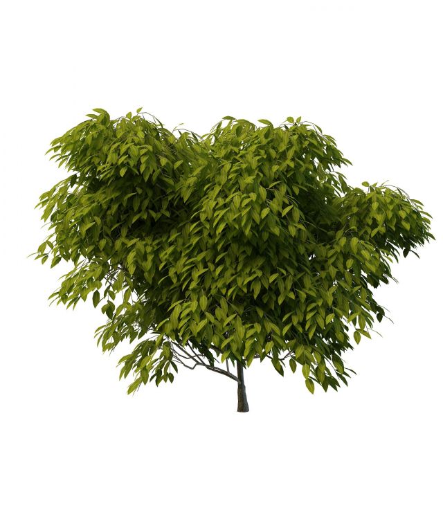 Green leaves tree 3d rendering