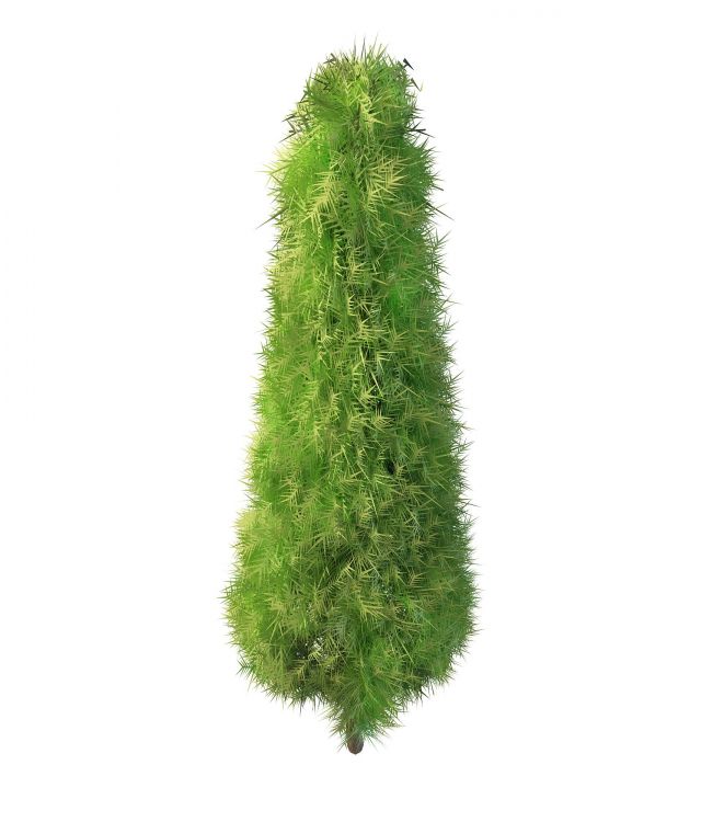 Italian cypress tree 3d rendering