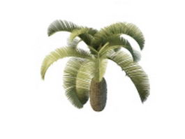 Bottle palm for landscaping 3d model preview