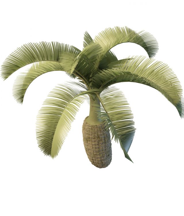 Bottle palm for landscaping 3d rendering
