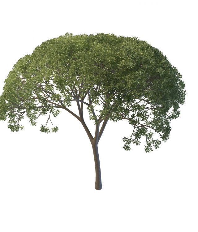 Willow tree 3d rendering