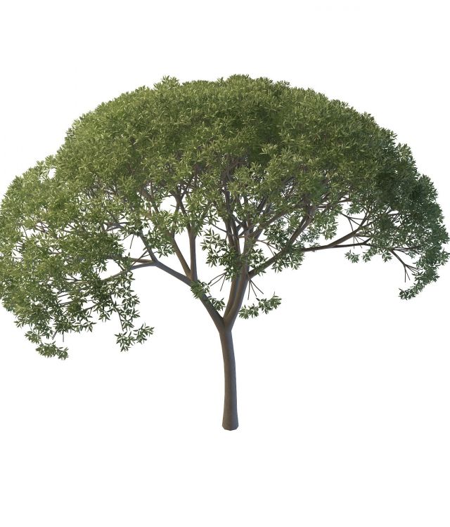 Willow tree 3d rendering