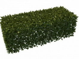 Boxwood hedge plants 3d model preview