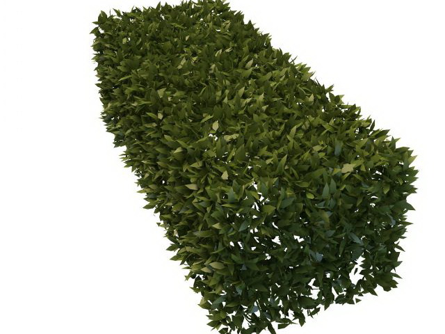 Boxwood hedge plants 3d rendering