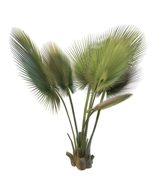 Thrinax palm 3d rendering
