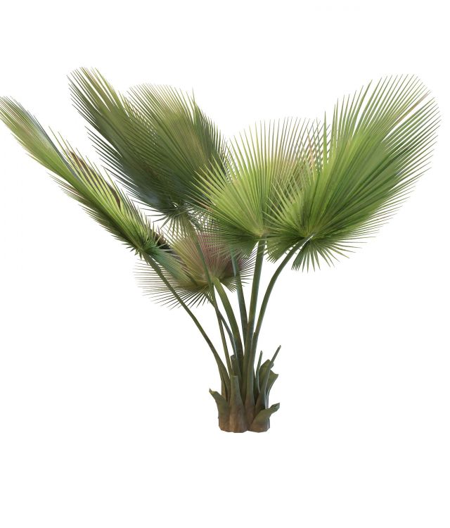 Thrinax palm 3d rendering