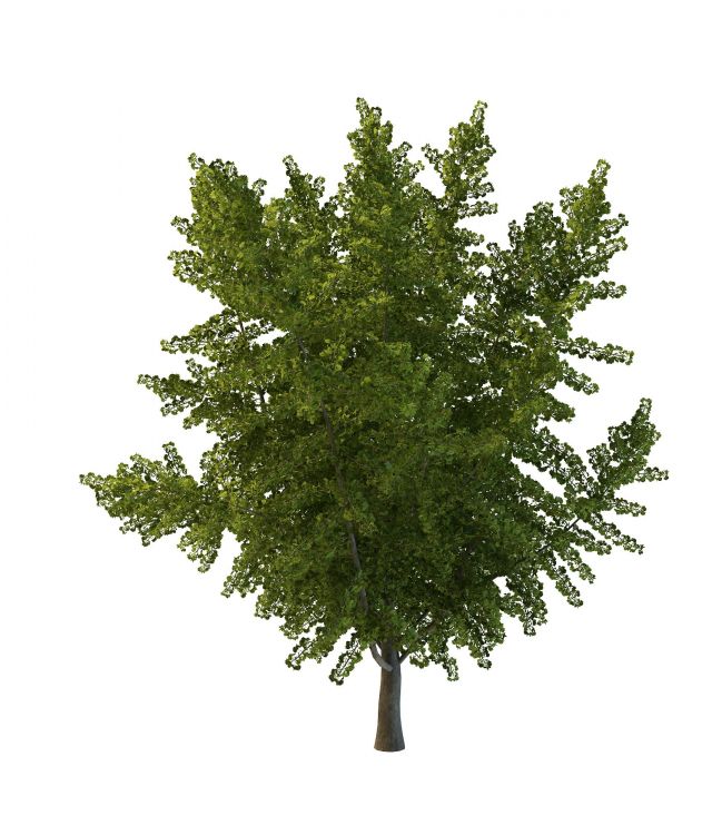 Green ginkgo tree 3d rendering