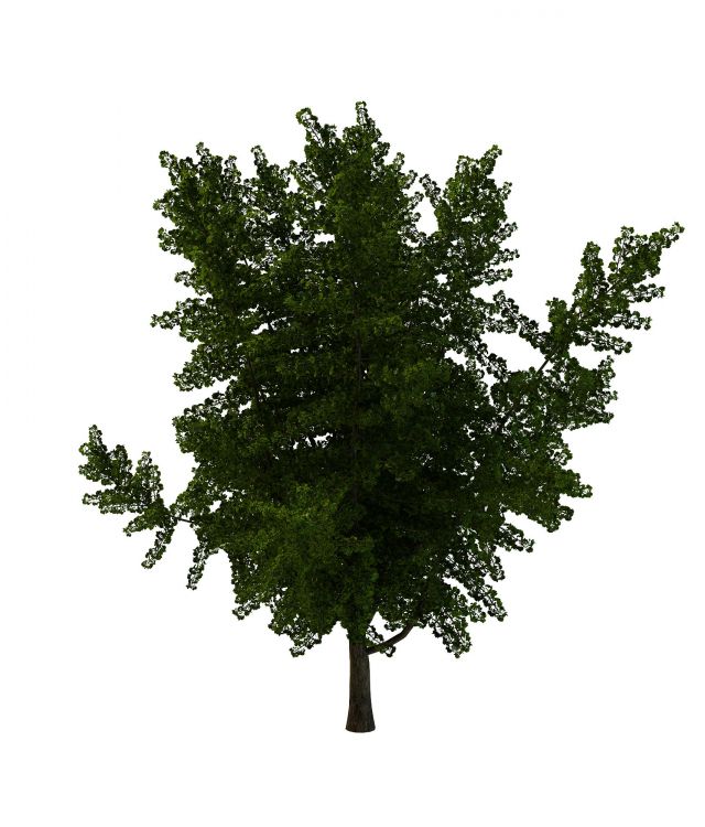 Green ginkgo tree 3d rendering