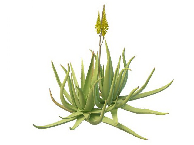 Aloe plant with flowers 3d rendering