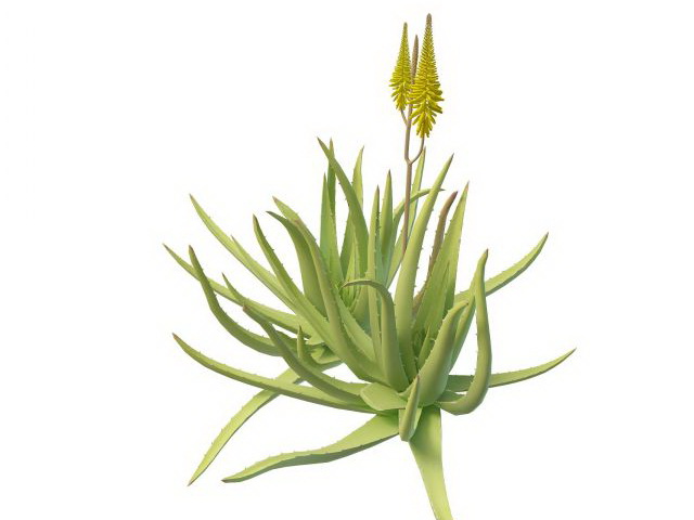 Aloe plant with flowers 3d rendering