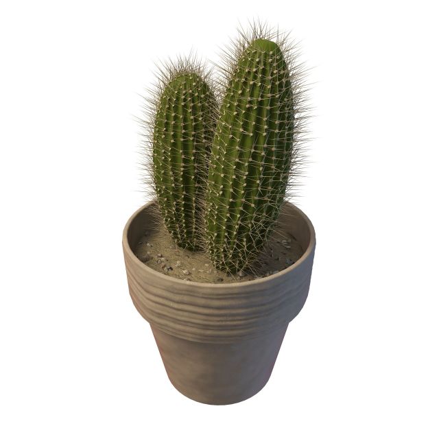 Potted saguaro cactus 3d rendering